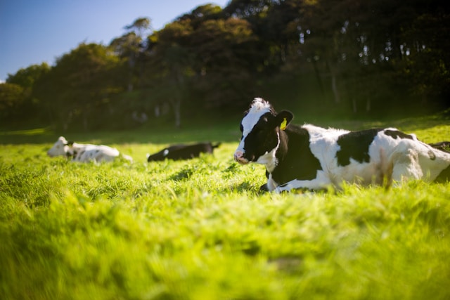 Livestock Data Manager